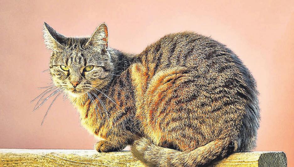 Katzen sind treue Begleiter und geben Senioren eine Beschäftigung.