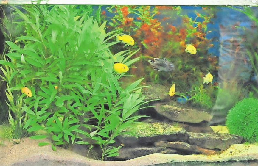 Außerdem steht im Aufenthaltsraum ein Aquarium mit Fischen. Außerdem steht im Aufenthaltsraum ein Aquarium mit Fischen.