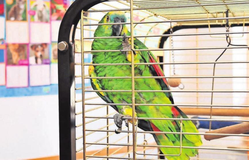 Papagei Moritz leistet den Bewohnern Gesellschaft. Papagei Moritz leistet den Bewohnern Gesellschaft.