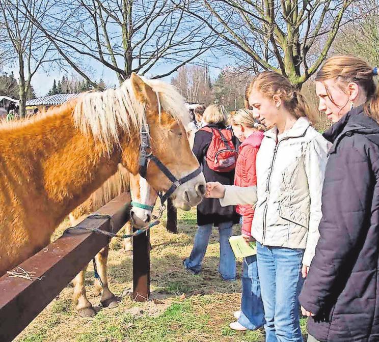 Schon seit 1980 organisiert der VVV die Burgdorfer Pferdemärkte. Schon seit 1980 organisiert der VVV die Burgdorfer Pferdemärkte.