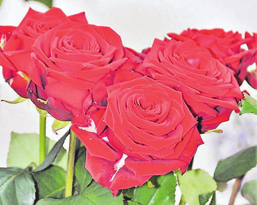 „Valentinstag - Sag es mit Rosen“: Die Auswahl im Blumenfachgeschäft Lehmann ist riesengroß – nicht nur zum Valentinstag.